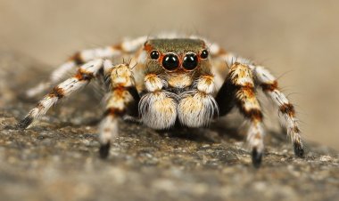 В Великобритании обнаружили редкого паука