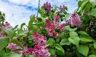 17 мая в Павлодарской области не будет осадков