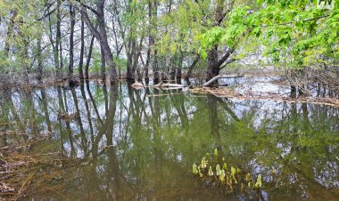 В Павлодарской области заполнили водой лиманы