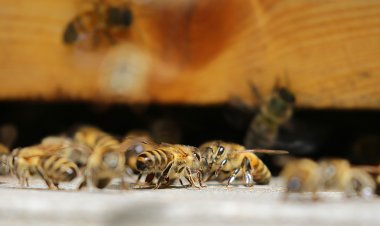 Стену дома жителя США облюбовал рой пчёл