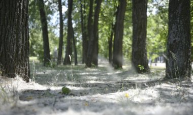 Павлодарцам напомнили об опасности тополиного пуха