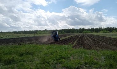 Павлодарлық аңшылар жабайы жануарларды жемдеу үшін дәнді дақылдар егуде