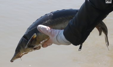 Павлодарда сібір бекірелері Ертіске жіберілді