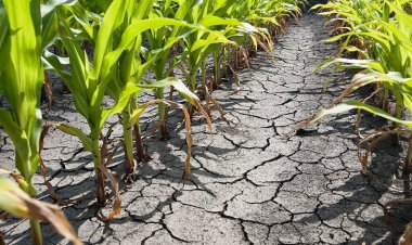 Грозит ли Павлодарской области засуха в июне