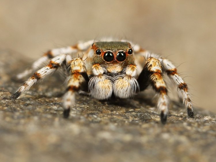 В Великобритании обнаружили редкого паука