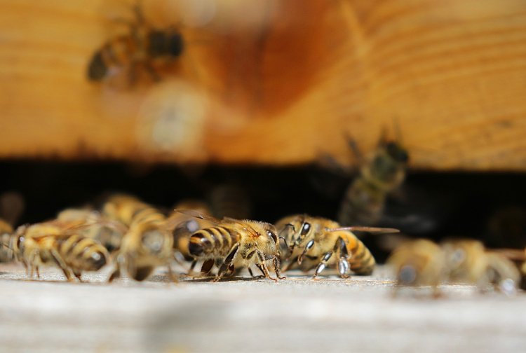 Стену дома жителя США облюбовал рой пчёл