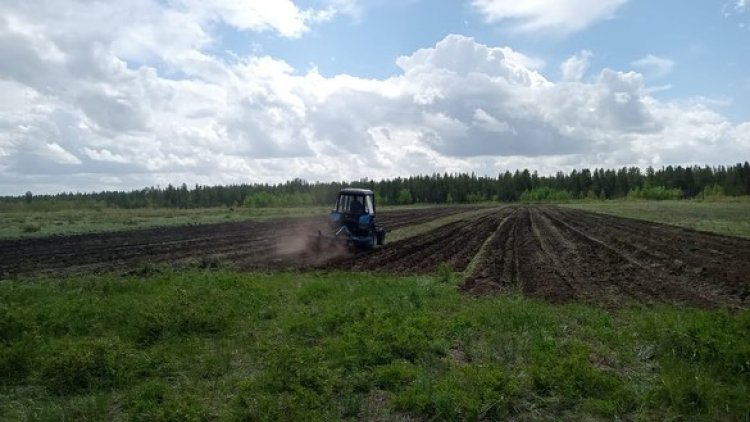 Павлодарлық аңшылар жабайы жануарларды жемдеу үшін дәнді дақылдар егуде