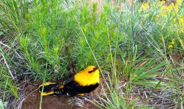 Ауа райы жылынады: Ертіс орманы резерватында мысық торғай көзге түсті