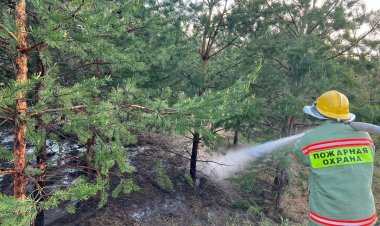 Шарбақтыда жасөспірім орманшылықтағы құрғақ шөпті өртеп жіберді