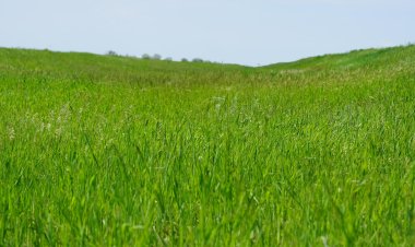 Какой урожай ждут в главной житнице Павлодарской области