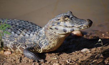 Полицейские США «арестовали» аллигатора
