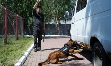 Павлодарлық кинологиялық иттердің жұмыс тәртібі қандай?