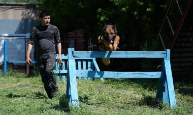 Искать следы и не есть на работе: как живёт в Павлодаре собачий патруль