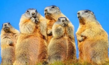 В Павлодарской области разрешат охоту на сурков