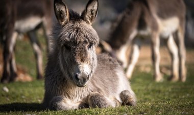 В Калифорнии нашли осла, ставшего вожаком стада оленей