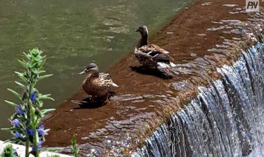 Баянауылда қырылған құстардан патогенді тұмау анықталмады