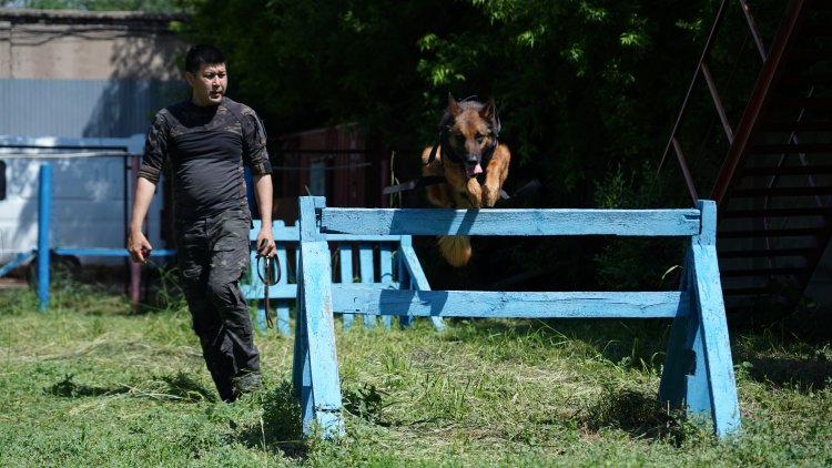 Искать следы и не есть на работе: как живёт в Павлодаре собачий патруль
