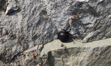 В Баянауле уничтожили больше двухсот ядовитых пауков