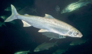 Нельма Павлодарского Прииртышья послужит науке