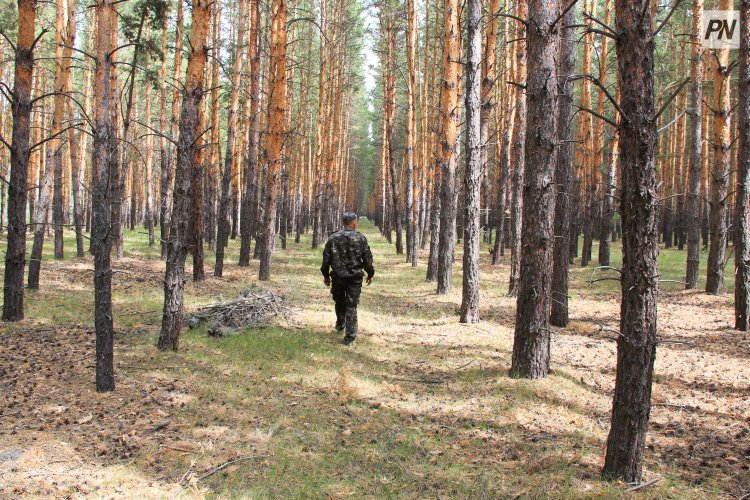 В «Ертіс орманы» запретили рубить деревья пять лет