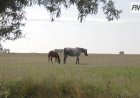 Павлодар облысында 200 мың гектардан астам жер қайта бөлінеді