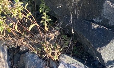 Паучьи кладки поставили под угрозу отдых на Торайгыре