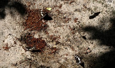 Жаңа заң: Павлодарлық кәсіпкерлерге лицензия алу туралы ескертілді