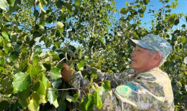 Павлодарские лесоводы приступили к зимним заготовкам