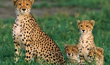 Павлодарцев пригласили на фотовыставку