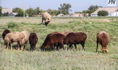 Павлодар облысында малды GPS шопан жаюда