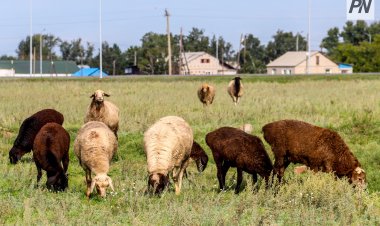 Павлодар облысында ауыл шаруашылығы санағының мерзімі ұзартылды