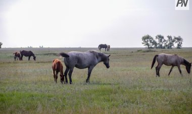 Баянауылдық ұстаз тасжол бойында құлынды құтқарып қалды