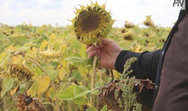 Ертіс ауданында күнбағыс алқаптары екі есе артқан