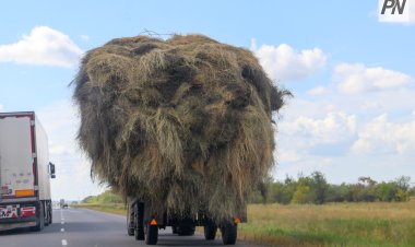 Павлодар облысында мал азығын дайындау жоспары асыра орындалды