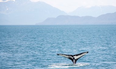 Австралийские спасатели освободили горбатого кита