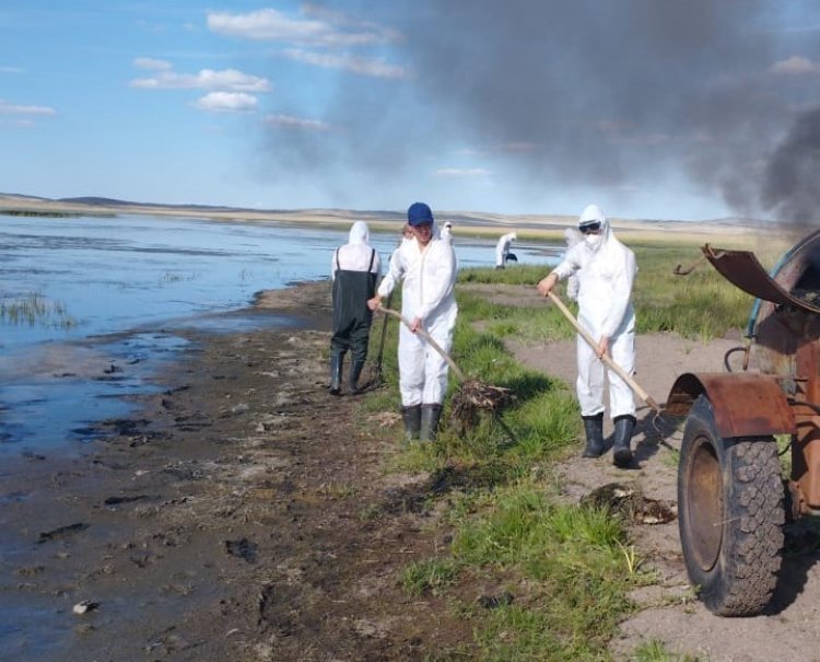 Баянауылдағы Шалқар көлінде дала сарыалақаздары белгісіз жағдайда қырылып қалған