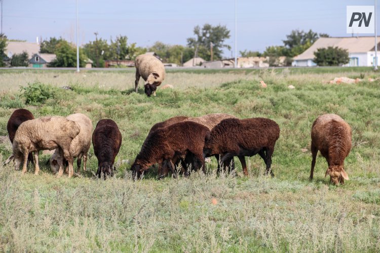 Павлодар облысында малды GPS шопан жаюда