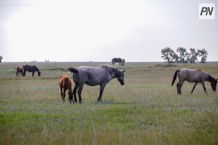 Баянауылдық ұстаз тасжол бойында құлынды құтқарып қалды