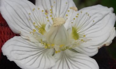 В «Ертiс орманы» обнаружили редкое ядовитое растение