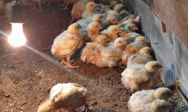 Ертіс ауданының тіс технигі мейрамханаларды құс етімен қамтуда