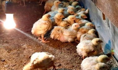 Благодаря безвозмездному гранту зубной техник стал птицеводом в Иртышске