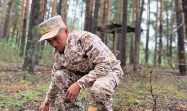 Павлодарлық орманшылар жабайы жануарларға жылына үш тонна тұз салады