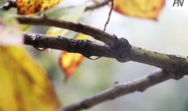 1 қарашада Павлодар облысында жаңбыр жауады