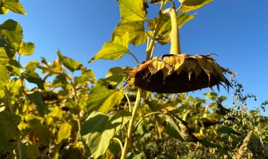 Шарбақты ауданының шаруасы күнбағыстың қырыққа жуық түрін өсіреді