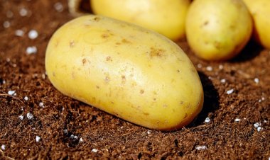 В США появился отель-картофелина