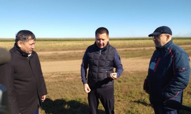 Главный павлодарский картофельный магнат сокращает посевы