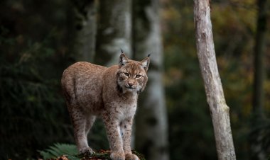 Павлодарские лесники засняли на камеру дикого зверя