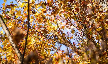 Продлится ли бархатный сезон в Павлодаре