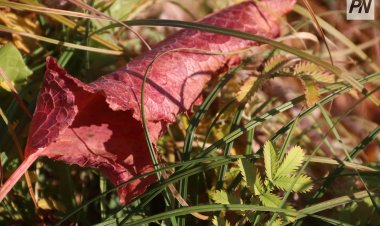 Павлодар облысында осы аптада 30 метрге дейін қатты жел соғады