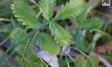 Небольшой дождь ожидают в Павлодарской области 24 октября